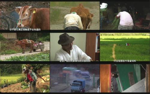 牛铃之声在线视频,探寻乡村生活的和谐旋律