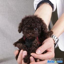 爱泰迪在线视频